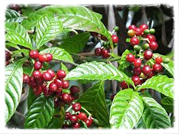 معلومات عن زراعة القهوة