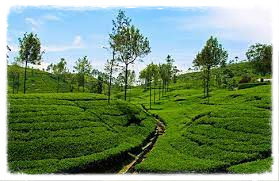 زراعة الشاي في سيريلانكا